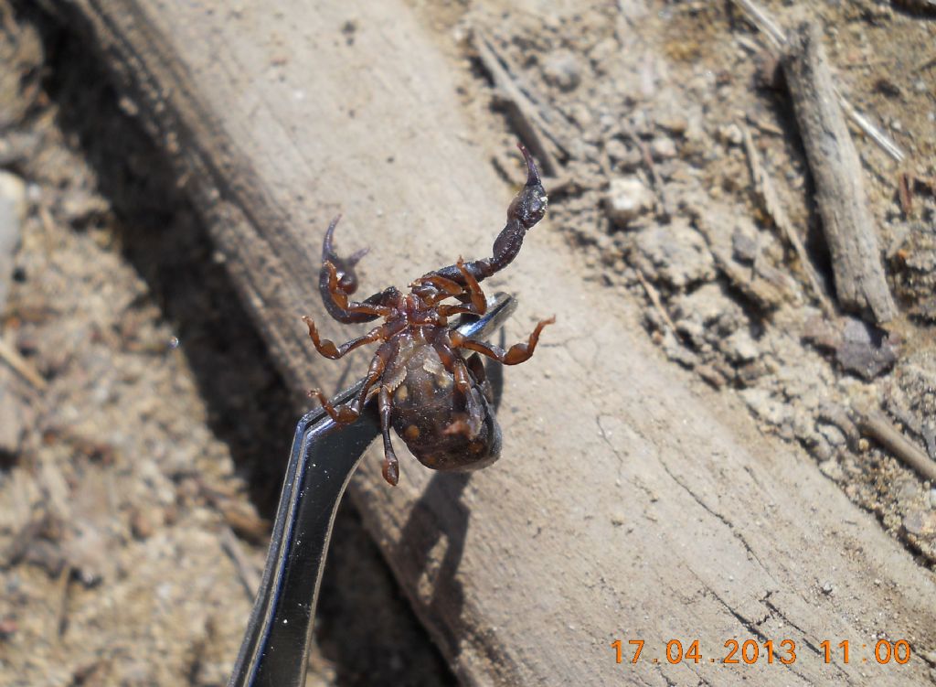 Euscorpius concinnus sul promontorio del Mesco (SP)